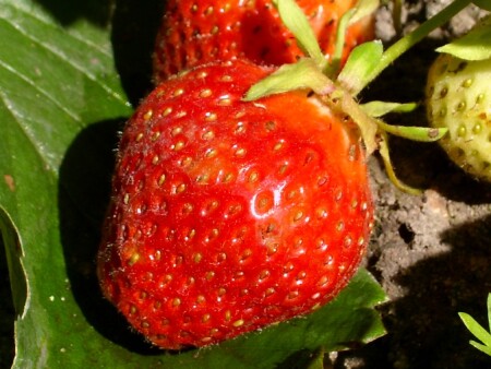 напоминание о лете