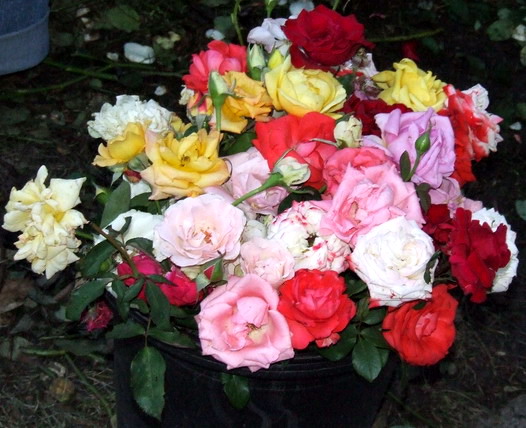 ...Bucket of roses...
