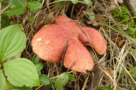 Жертва памперсов