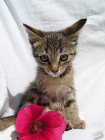 Кошка