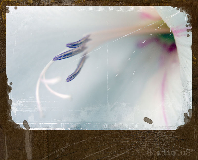 GladioluS