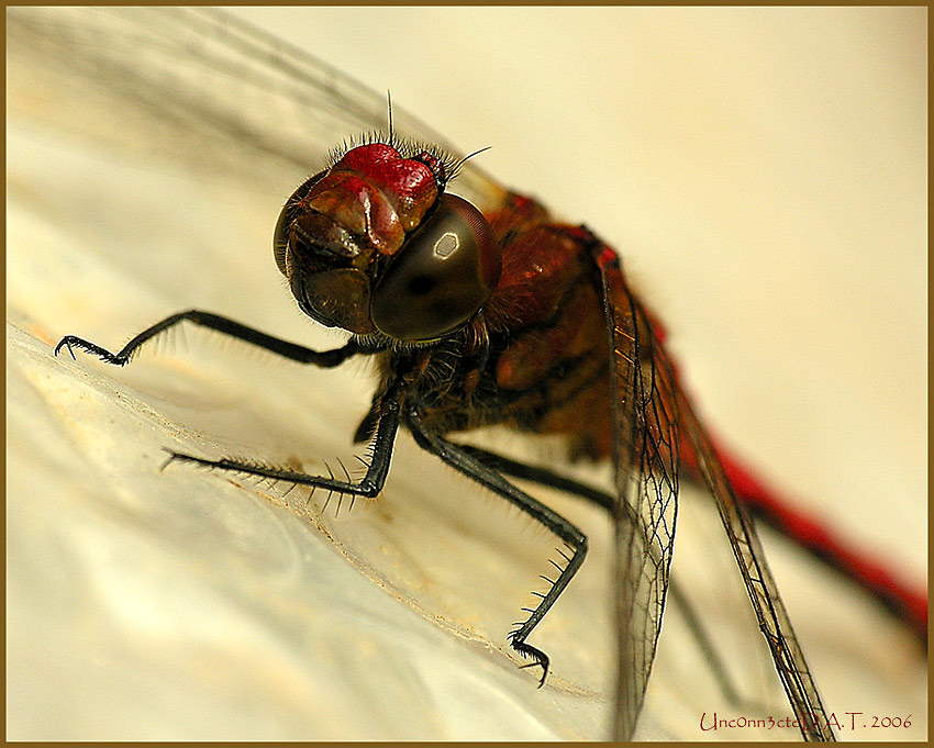 Sympetrum striolatum