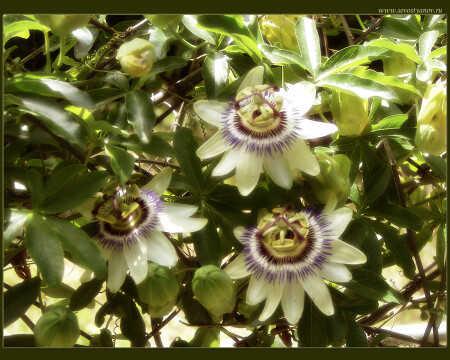 Незнакомые цветы