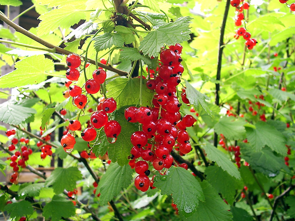Красное и зеленое