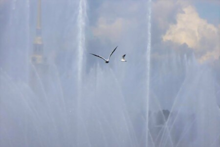 A Sea Gull against a history background