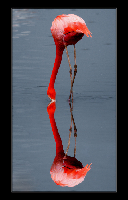 RED GRACE