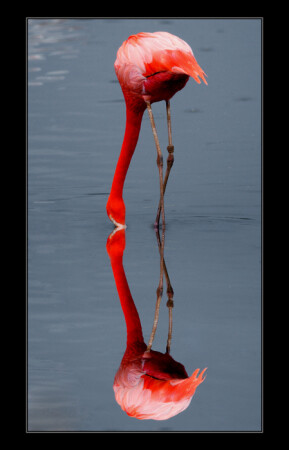 RED GRACE