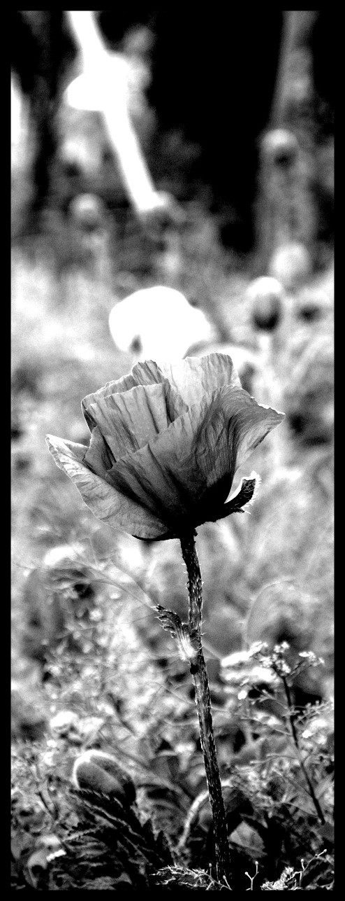 poppy...