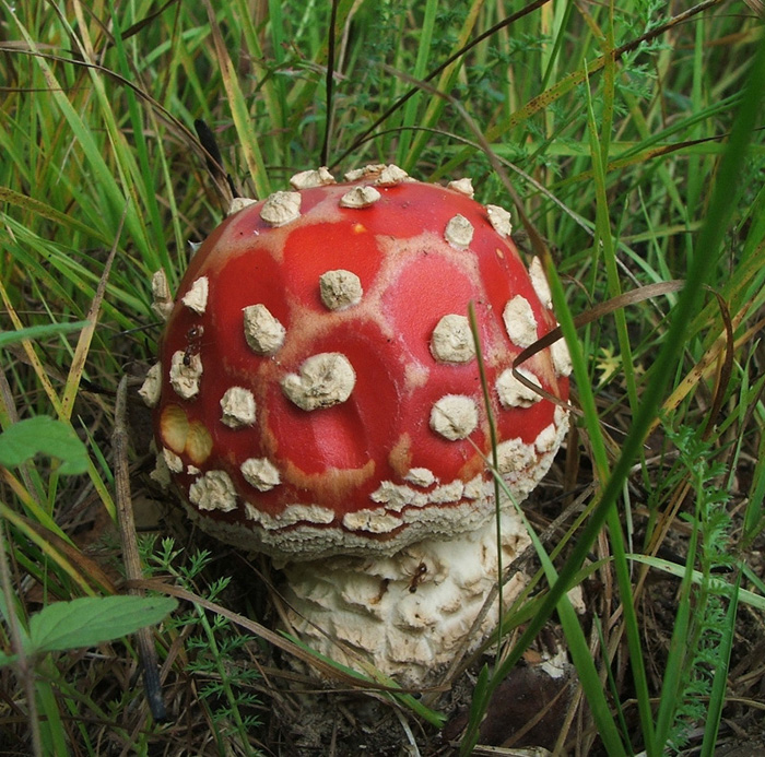 Завтрак шамана