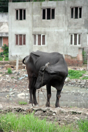 Ритуальный мул