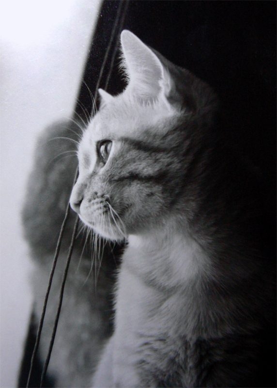 Кошак