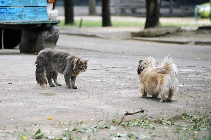 Ты на кого гавкнул?