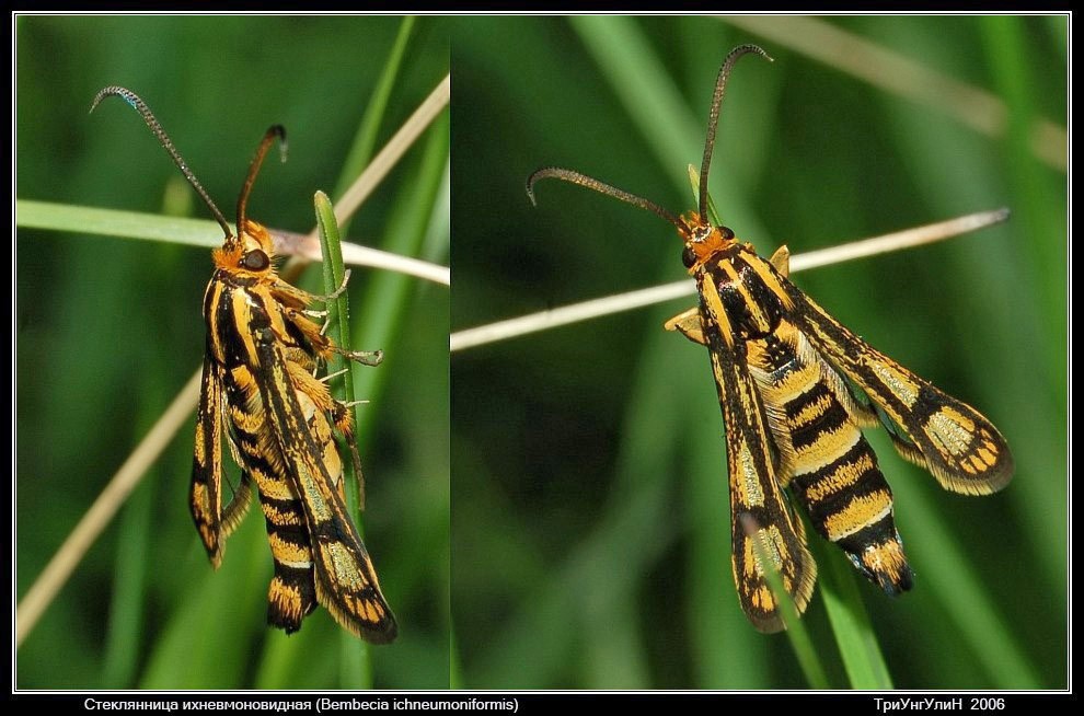 Стеклянница (Chamaesphecia astatiformis )