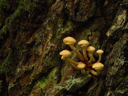 Коварная Армиллярия (Armillaria mellea, Опёнок осенний)
