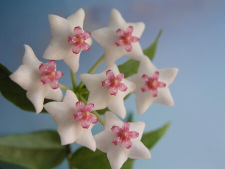 Flowers 1