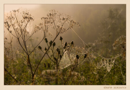 Паучье царство