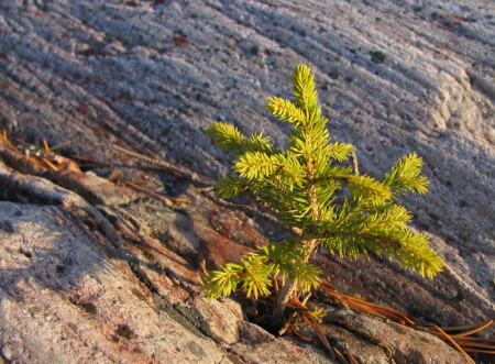 И тут прорастёт!..