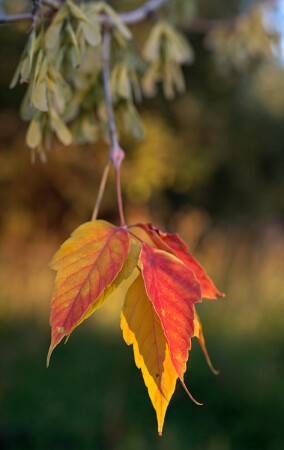 Maple Leaf