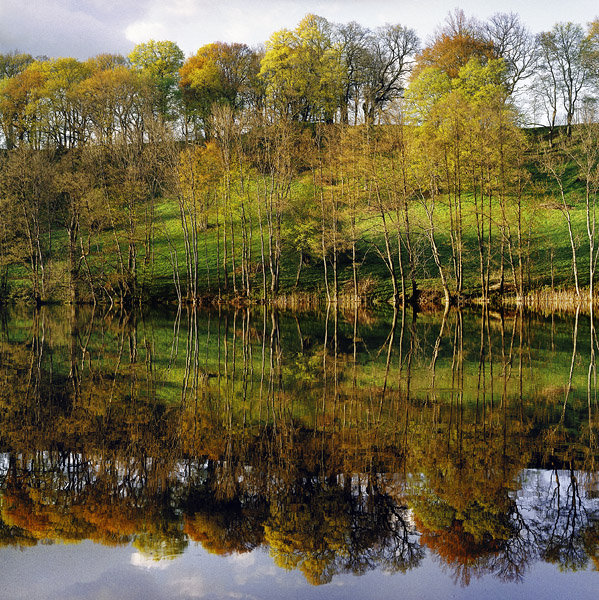 spring reflections
