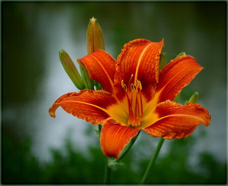 Possible it's a lily...