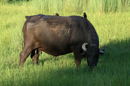 Мул и его друг