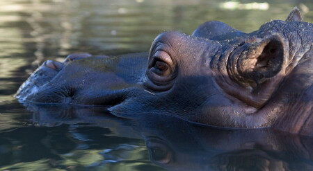 Молодой хиппо