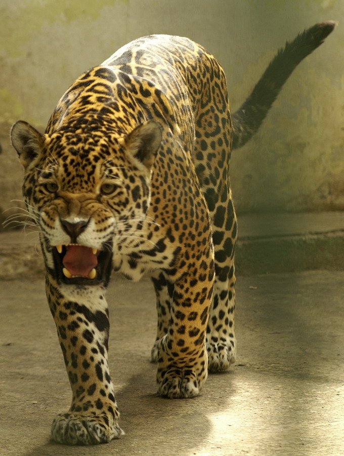 Leo