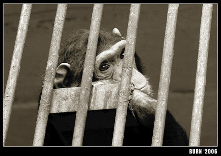 Мечты о свободе 1