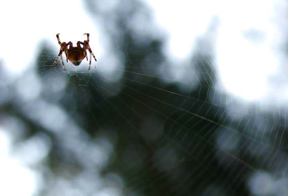 gossamer