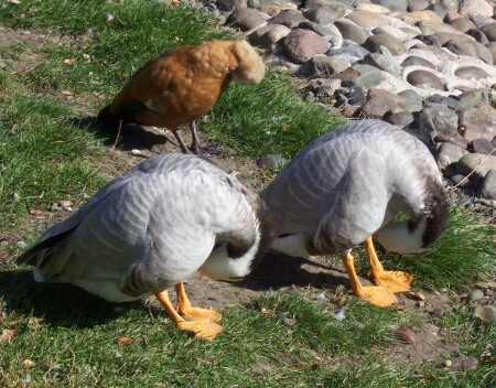 Дружно чистим перышки