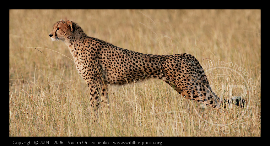 Гепард - Acinonyx jubatus 