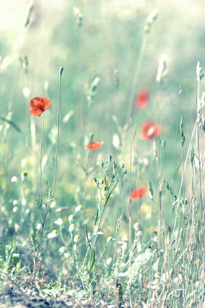 призраки лета