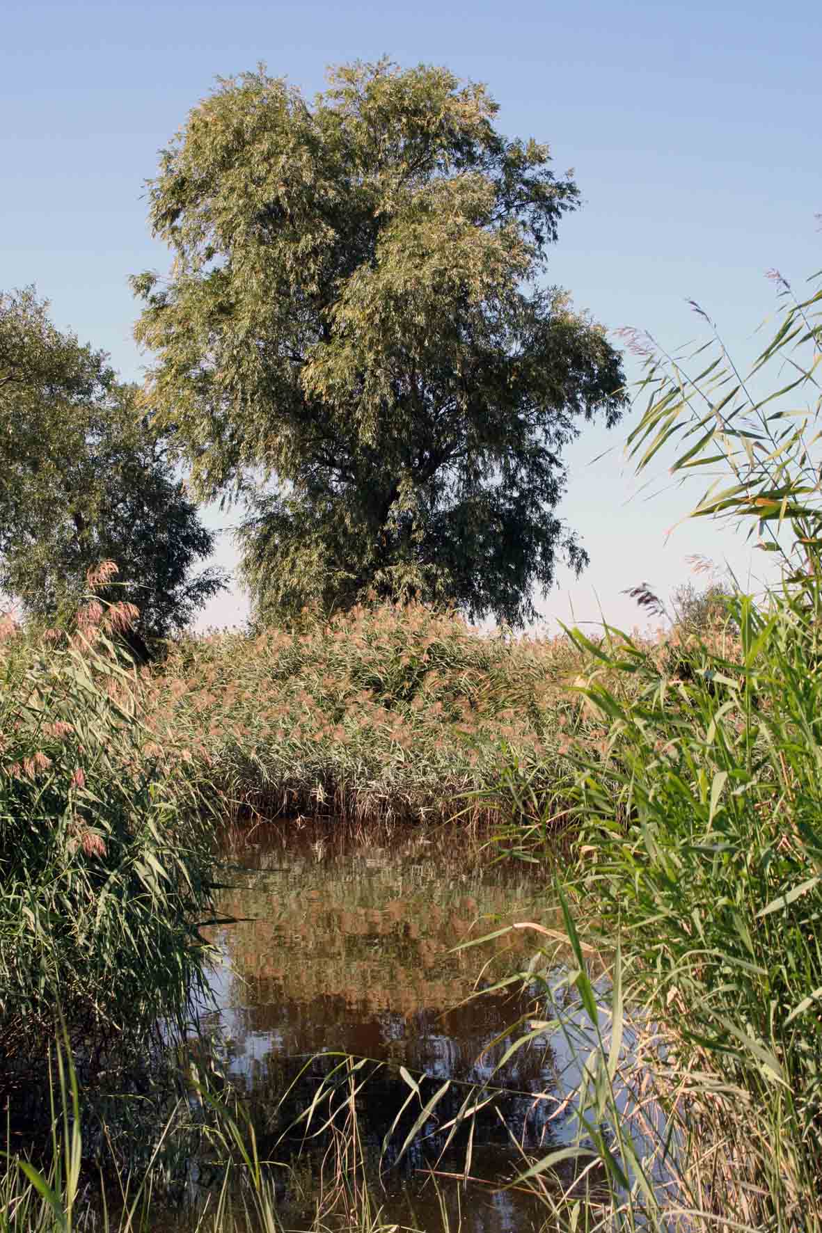 прогалина