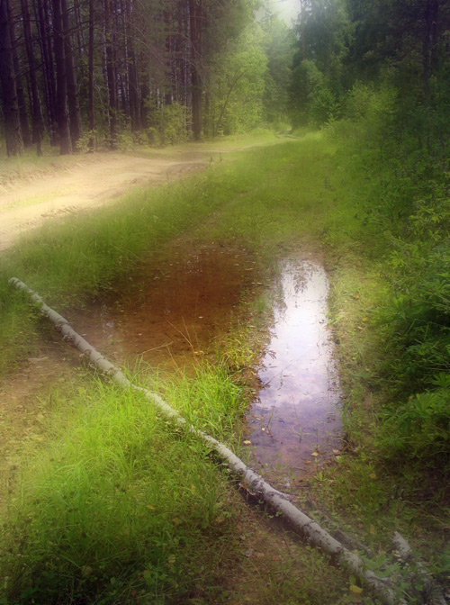 Лесная дорога