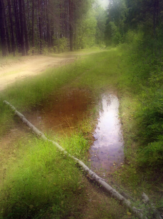 Лесная дорога