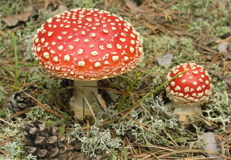 Мухоморчики