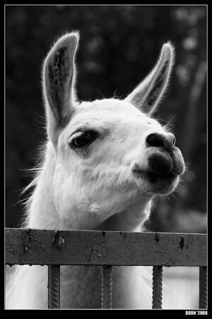 Мечты о свободе 2