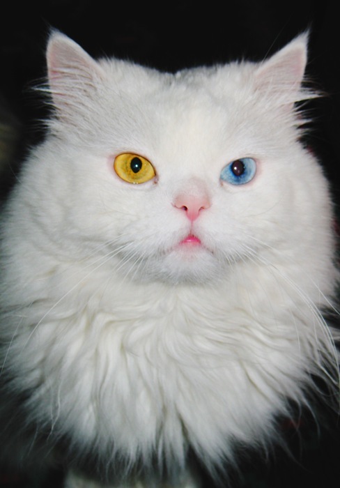 Кот Сенька
