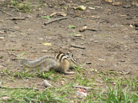 Почему такие маленькие так быстро бегают?
