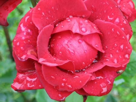 Незнакомка с букашечкой