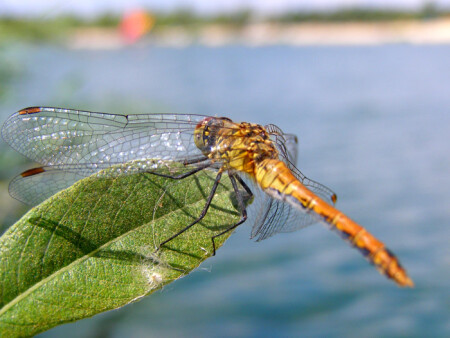 стреКОЗЮЛЯ:-)