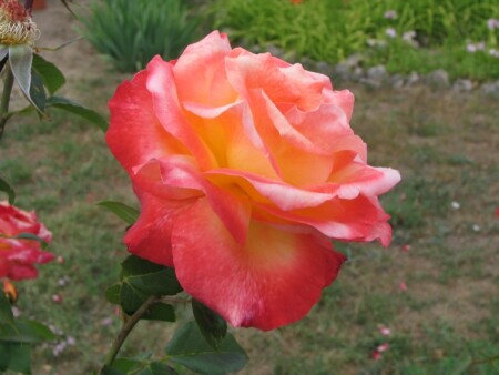 &quot;Крымская роза&quot; с АЗС