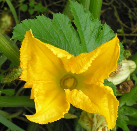 Карета для золушки