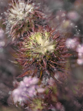 Цветы Полевые