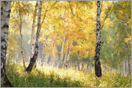 Осень.Золото