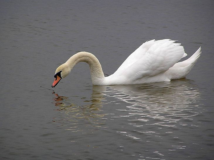 Лебедь