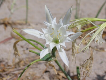 пестики-тычинки