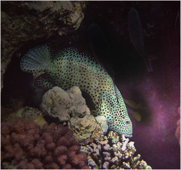 ТАУВИНА (Epinephelus tauvina)