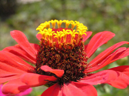 Король цветов