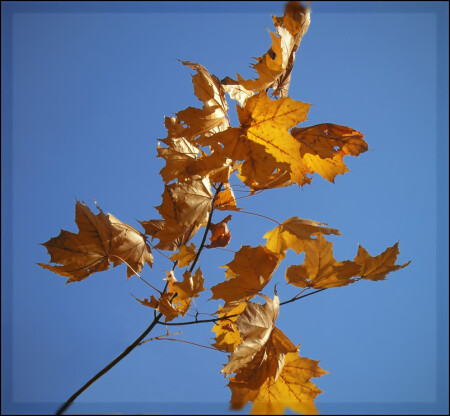 Осеннее настроение